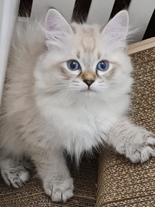 Enchanted Kittens Picture 7