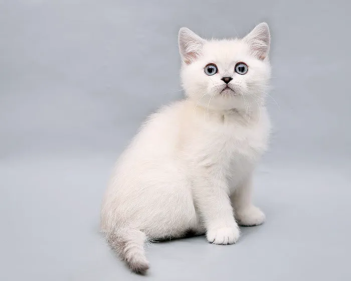 Enchanted Kittens Picture 8