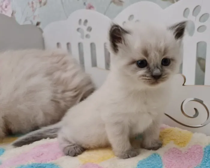 Enchanted Kittens Picture 1