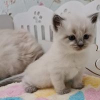 Enchanted Kittens ico