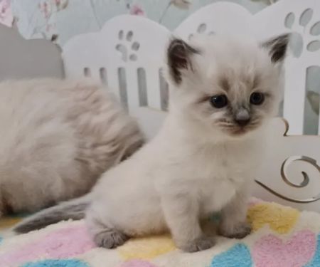 Enchanted Kittens