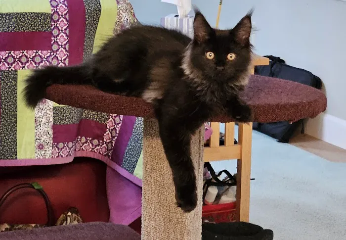 Enchanted Kittens Picture 5