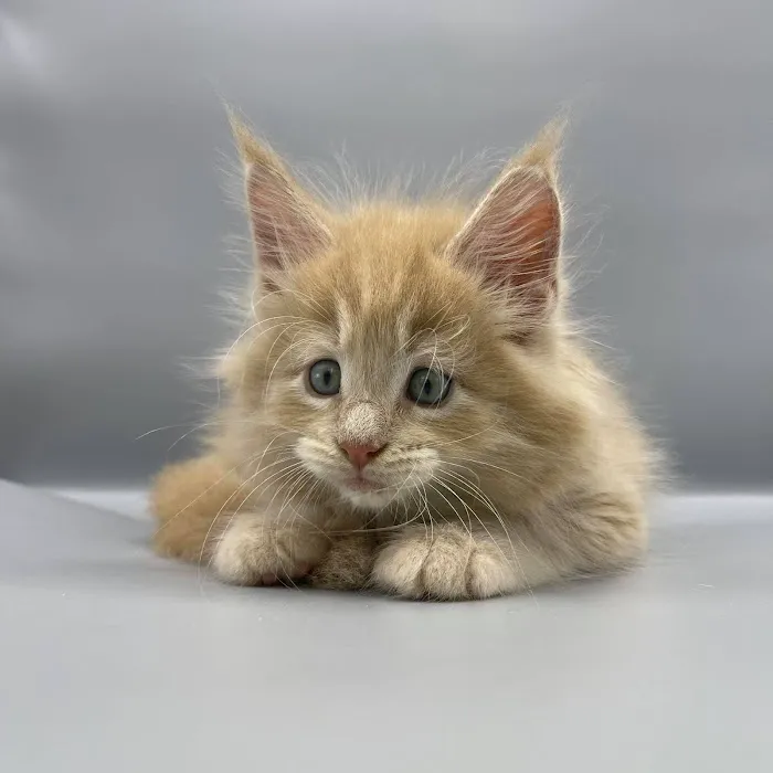 Enchanted Kittens Picture 3