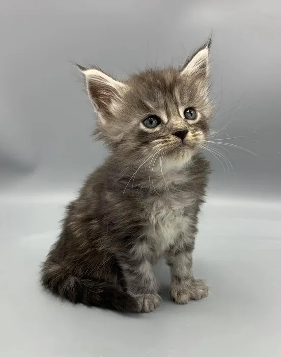 Enchanted Kittens Picture 2