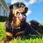 Animal Medical Center of Louisa