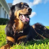 Animal Medical Center of Louisa ico