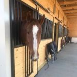 Veterinary Rehabilitation Services of Virginia
