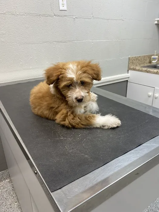 Fork Union Animal Clinic Picture 4