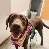 Fork Union Animal Clinic ico