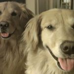 Boston Heights Veterinary Hospital