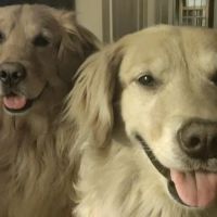 Boston Heights Veterinary Hospital ico