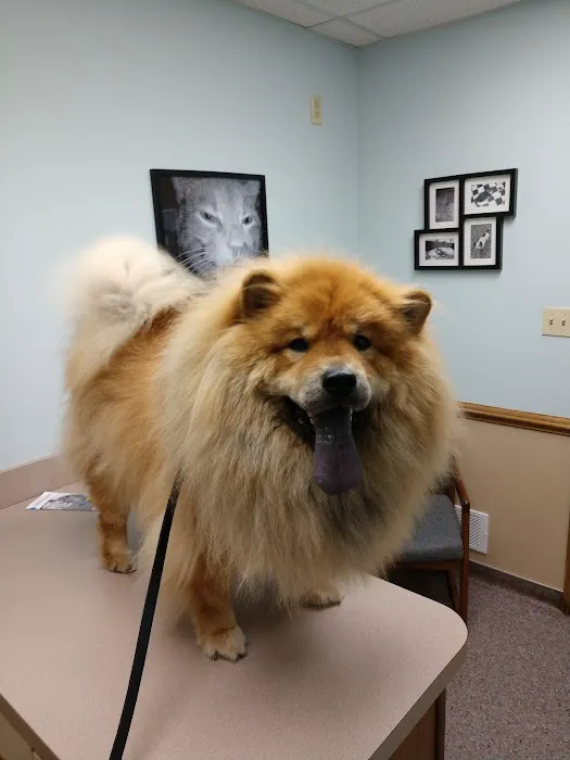 Macedonia Veterinary Clinic Picture 8