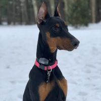 Suburban Veterinary Clinic ico