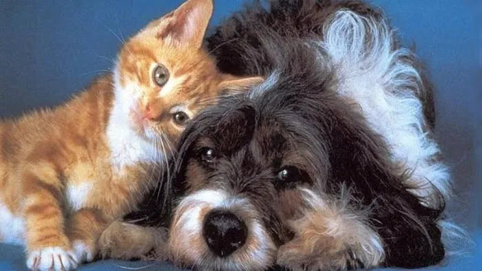 Suburban Veterinary Clinic Picture 5