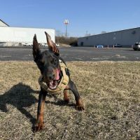 Warrensville Animal Hospital ico