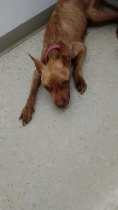 Maple Heights Animal Hospital Picture 1