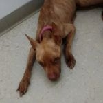 Maple Heights Animal Hospital