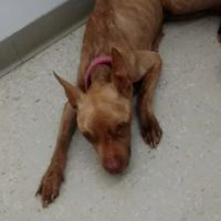 Maple Heights Animal Hospital ico