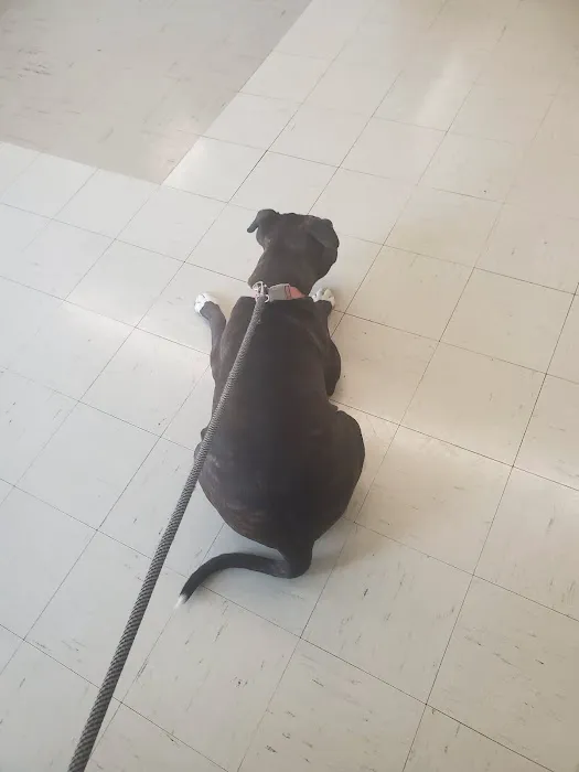 Maple Heights Animal Hospital Picture 6
