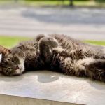 Shaker Heights Animal Hospital