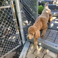 A Suburban Animal Center ico