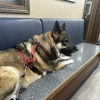 Wyoga Veterinary Hospital ico