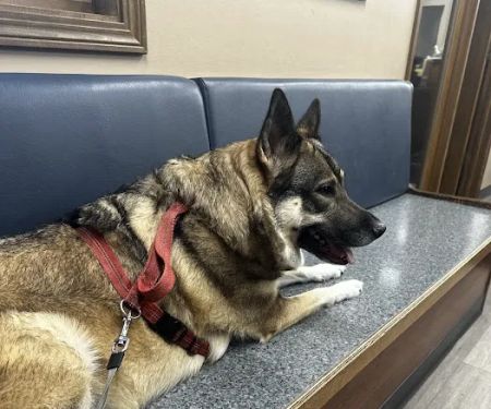 Wyoga Veterinary Hospital