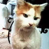 Cuyahoga Falls Veterinary Clinic ico