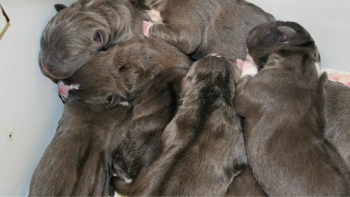 Cuyahoga Falls Veterinary Clinic Picture 9