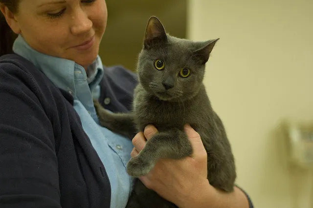 Cuyahoga Falls Veterinary Clinic: Gates Ryan G DVM Picture 6