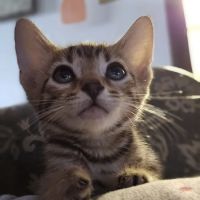 Animal Crackers Veterinary Hospital ico