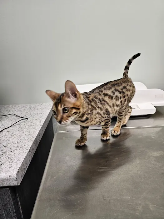 Animal Crackers Veterinary Hospital Picture 7