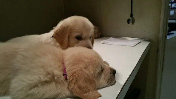 Maysville Animal Hospital Picture 3