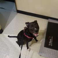 Maysville Animal Hospital ico