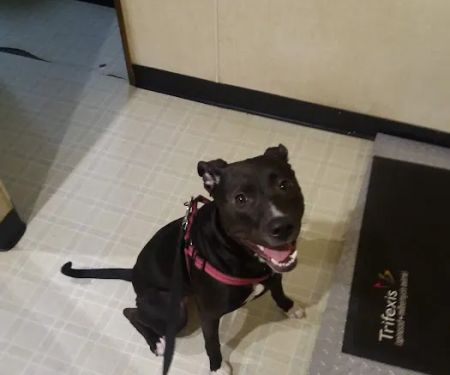 Maysville Animal Hospital