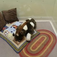 All Creatures Veterinary Clinic & Lodge ico