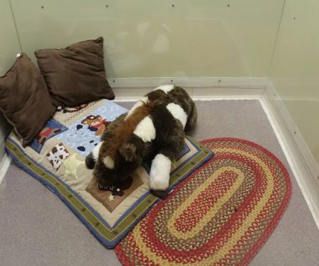 All Creatures Veterinary Clinic & Lodge