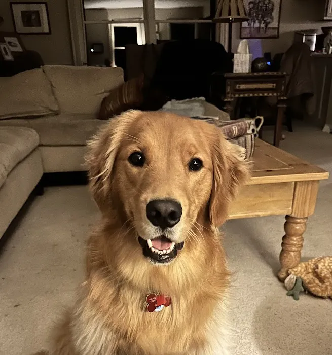 All Creatures Veterinary Clinic & Lodge Picture 8