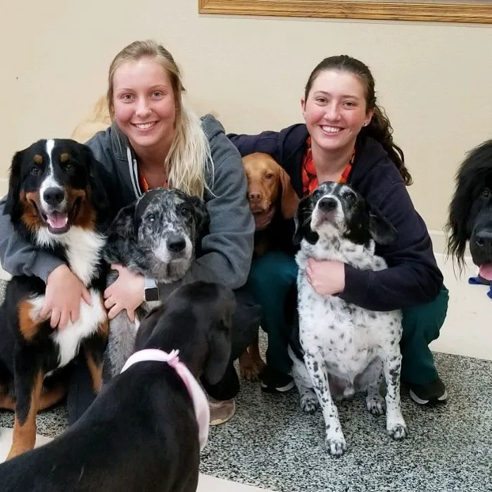 All Creatures Veterinary Clinic & Lodge Picture 9