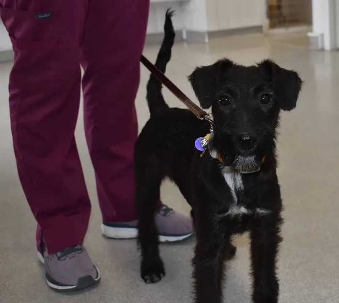 New Pittsburg Small Animal Clinic Picture 6