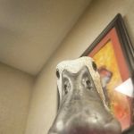 New Pittsburg Small Animal Clinic