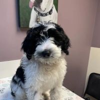 Valley Animal Hospital ico
