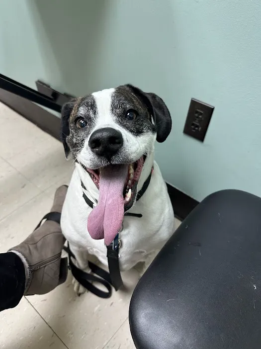 Valley Animal Hospital Picture 5
