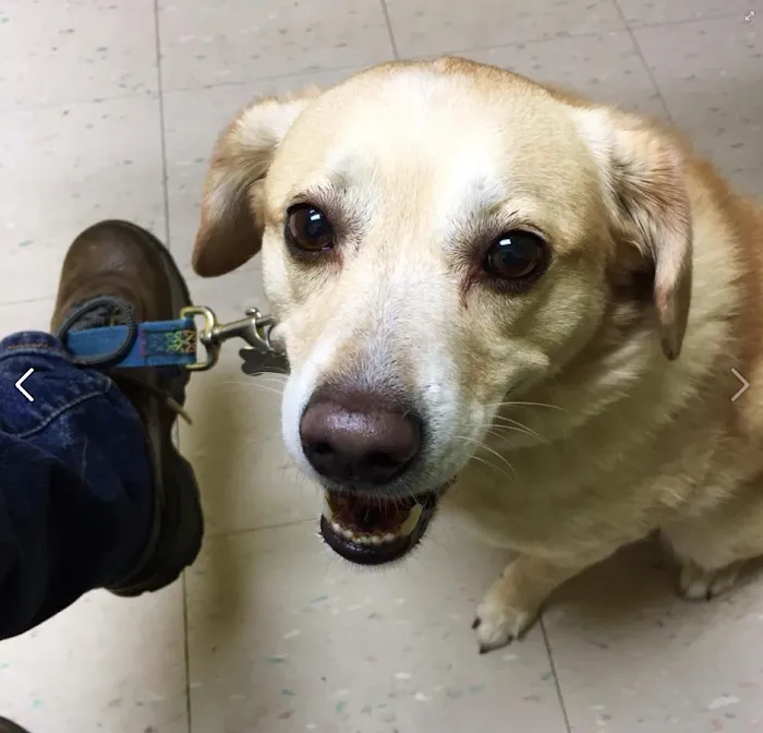 Valley Animal Hospital Picture 6