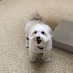 Akron-Peninsula Veterinary Office