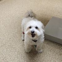 Akron-Peninsula Veterinary Office ico