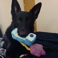 West Akron Veterinary Clinic ico