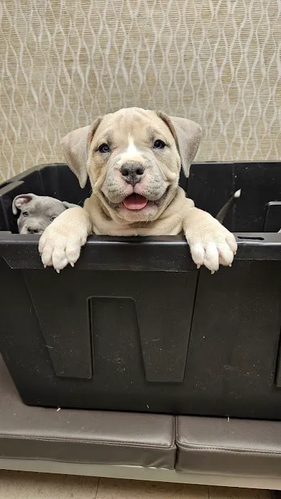 Akron Animal Clinic Picture 1
