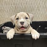 Akron Animal Clinic