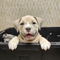 Akron Animal Clinic ico